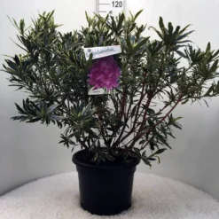 Bosrhododendron (Rhododendron Ponticum 'Variegatum') -Aanbiedingen Tuin Verrassing Winkel r. pont. variegatum c20