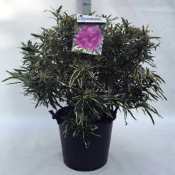 Bosrhododendron (Rhododendron Ponticum 'Variegatum') -Aanbiedingen Tuin Verrassing Winkel r. pont. variegatum c30