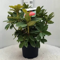 Rhododendron (Rhododendron 'Red Jack') -Aanbiedingen Tuin Verrassing Winkel r. red jack c10 50 cm