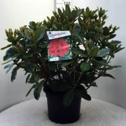 Rhododendron (Rhododendron 'Red Jack') -Aanbiedingen Tuin Verrassing Winkel r. red jack c20