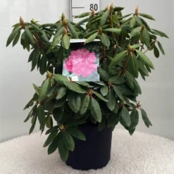 Rhododendron (Rhododendron 'Roseum Elegans') -Aanbiedingen Tuin Verrassing Winkel r. roseum elegans c10 50 cm