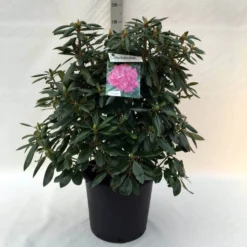Rhododendron (Rhododendron 'Roseum Elegans') -Aanbiedingen Tuin Verrassing Winkel r. roseum elegans c30