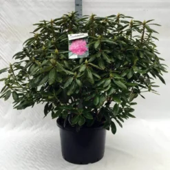 Rhododendron (Rhododendron 'Roseum Elegans') -Aanbiedingen Tuin Verrassing Winkel r. roseum elegans c40
