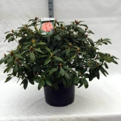Rhododendron (Rhododendron 'Virginia Richards') -Aanbiedingen Tuin Verrassing Winkel r. virginia richards c40
