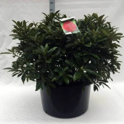 Rhododendron (Rhododendron 'Wilgen's Ruby') -Aanbiedingen Tuin Verrassing Winkel r. wilgens ruby c80