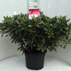 Rhododendron (Rhododendron 'Winsome') -Aanbiedingen Tuin Verrassing Winkel r. winsome c20