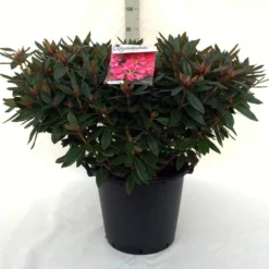 Rhododendron (Rhododendron 'Winsome') -Aanbiedingen Tuin Verrassing Winkel r. winsome c30
