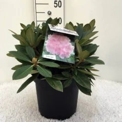 Dwergrhododendron (Rhododendron 'Dreamland') -Aanbiedingen Tuin Verrassing Winkel r. y dreamland c5