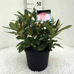 Rhododendron (Rhododendron 'Percy Wiseman') 23 Rhododendron (Rhododendron 'Percy Wiseman') -Aanbiedingen Tuin Verrassing Winkel r. y percy wiseman c5