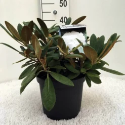 Dwergrhododendron (Rhododendron 'Porzellan') -Aanbiedingen Tuin Verrassing Winkel r. y porzelan c5
