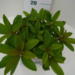 Rhododendron (Rhododendron 'Red Jack') -Aanbiedingen Tuin Verrassing Winkel red jack c2 boven