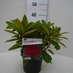 Rhododendron (Rhododendron 'Red Jack') -Aanbiedingen Tuin Verrassing Winkel red jack c2 voor
