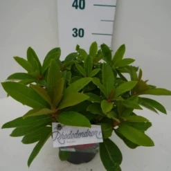 Rhododendron (Rhododendron 'Red Jack') -Aanbiedingen Tuin Verrassing Winkel red jack c2 zij
