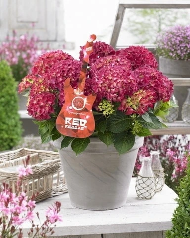 Hortensia Red Reggae (Hydrangea 'Music Collection') 1 Hortensia Red Reggae (Hydrangea 'Music Collection')
