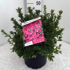 Japanse Azalea (Rhododendron 'Madame Van Hecke') -Aanbiedingen Tuin Verrassing Winkel rh. aj mme van hecke c10