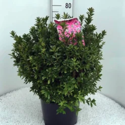 Japanse Azalea (Rhododendron 'Madame Van Hecke') -Aanbiedingen Tuin Verrassing Winkel rh. aj mme van hecke c15