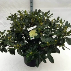 Rhododendron (Rhododendron 'Horizon Monarch') -Aanbiedingen Tuin Verrassing Winkel rh. horizon monarch c40