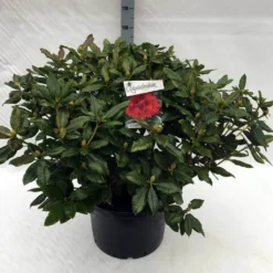 Rhododendron (Rhododendron 'Lord Roberts') -Aanbiedingen Tuin Verrassing Winkel rh. lord roberts c40