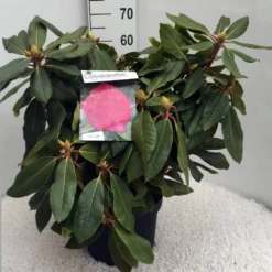 Rhododendron (Rhododendron 'American Beauty') -Aanbiedingen Tuin Verrassing Winkel rh. p. a. beauty c10 50 cm