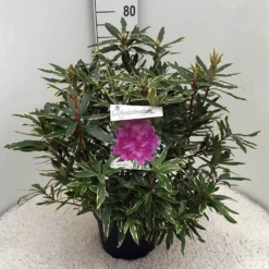 Bosrhododendron (Rhododendron Ponticum 'Variegatum') -Aanbiedingen Tuin Verrassing Winkel rh. pont. variegatum c10 50 cm