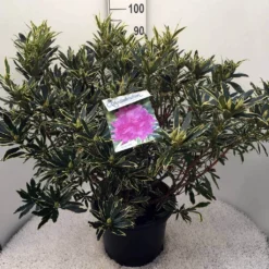 Bosrhododendron (Rhododendron Ponticum 'Variegatum') -Aanbiedingen Tuin Verrassing Winkel rh. pont. variegatum c20