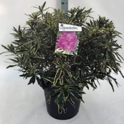 Bosrhododendron (Rhododendron Ponticum 'Variegatum') -Aanbiedingen Tuin Verrassing Winkel rh. pont. variegatum c30