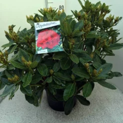 Rhododendron (Rhododendron 'Red Jack') -Aanbiedingen Tuin Verrassing Winkel rh. red jack c20