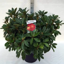 Rhododendron (Rhododendron 'Red Jack') -Aanbiedingen Tuin Verrassing Winkel rh. red jack c30