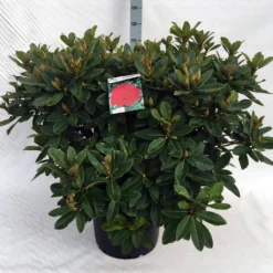 Rhododendron (Rhododendron 'Red Jack') -Aanbiedingen Tuin Verrassing Winkel rh. red jack c40