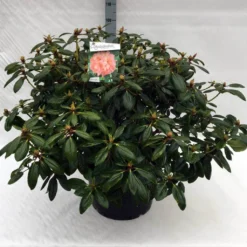 Rhododendron (Rhododendron 'Virginia Richards') -Aanbiedingen Tuin Verrassing Winkel rh. virginia richards c40