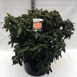Rhododendron (Rhododendron 'Virginia Richards') -Aanbiedingen Tuin Verrassing Winkel rh. virginia richards c80