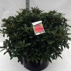 Rhododendron (Rhododendron 'Wilgen's Ruby') -Aanbiedingen Tuin Verrassing Winkel rh. wilgens ruby c80