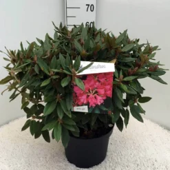 Rhododendron (Rhododendron 'Winsome') -Aanbiedingen Tuin Verrassing Winkel rh. winsome c10 50 cm