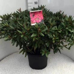 Rhododendron (Rhododendron 'Winsome') -Aanbiedingen Tuin Verrassing Winkel rh. winsome c20