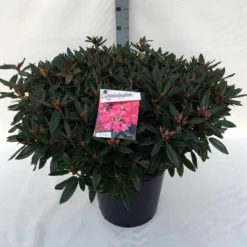 Rhododendron (Rhododendron 'Winsome') -Aanbiedingen Tuin Verrassing Winkel rh. winsome c30