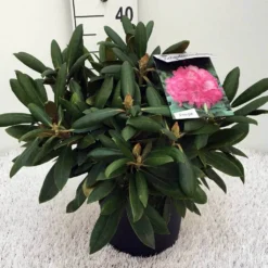 Dwergrhododendron (Rhododendron 'Polaris') -Aanbiedingen Tuin Verrassing Winkel rh. y polaris c5