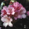Dwergrhododendron (Rhododendron 'Kalinka')