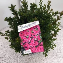 Japanse Azalea (Rhododendron 'Madame Van Hecke') -Aanbiedingen Tuin Verrassing Winkel rho. aj mme van hecke c10