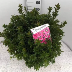 Japanse Azalea (Rhododendron 'Madame Van Hecke') -Aanbiedingen Tuin Verrassing Winkel rho. aj mme van hecke c15