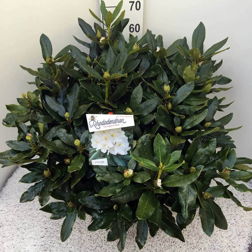 Rhododendron (Rhododendron 'Cunningham White') 11 Rhododendron (Rhododendron 'Cunningham White') - Afbeelding 11