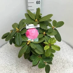 Rhododendron (Rhododendron 'Germania') -Aanbiedingen Tuin Verrassing Winkel rho. germania c10 50 cm