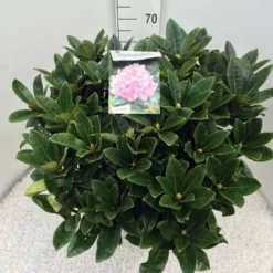 Rhododendron (Rhododendron 'Gomer Waterer') 14 Rhododendron (Rhododendron 'Gomer Waterer') -Aanbiedingen Tuin Verrassing Winkel rho. gomer waterer c20