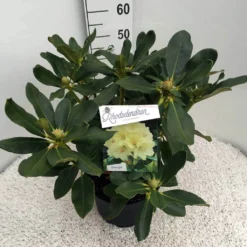 Rhododendron (Rhododendron 'Horizon Monarch') -Aanbiedingen Tuin Verrassing Winkel rho. horizon monarch c10 50 cm