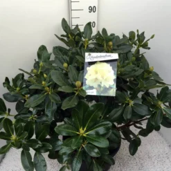 Rhododendron (Rhododendron 'Horizon Monarch') -Aanbiedingen Tuin Verrassing Winkel rho. horizon monarch c20