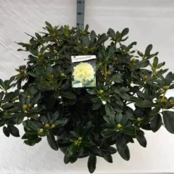 Rhododendron (Rhododendron 'Horizon Monarch') -Aanbiedingen Tuin Verrassing Winkel rho. horizon monarch c40