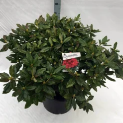 Rhododendron (Rhododendron 'Lord Roberts') -Aanbiedingen Tuin Verrassing Winkel rho. lord roberts c40