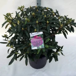 Rhododendron (Rhododendron 'Marcel Menard') -Aanbiedingen Tuin Verrassing Winkel rho. marcel menard c30