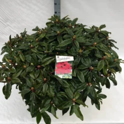 Rhododendron (Rhododendron 'Marie Forte') 18 Rhododendron (Rhododendron 'Marie Forte') -Aanbiedingen Tuin Verrassing Winkel rho. marie forte c40