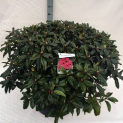 Rhododendron (Rhododendron 'Marie Forte') 21 Rhododendron (Rhododendron 'Marie Forte') -Aanbiedingen Tuin Verrassing Winkel rho. marie forte c80