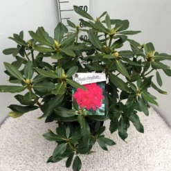Rhododendron (Rhododendron 'Nova Zembla') -Aanbiedingen Tuin Verrassing Winkel rho. nova zembla c10 50 cm